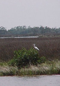 Wildlife in the Florida Grasslands